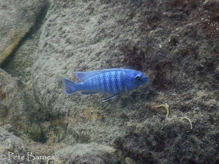 'Mitande Reef' Labidochromis gigas 'Mitande Reef'